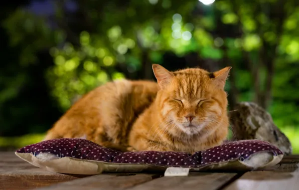 Картинка зелень, кошка, кот, морда, природа, фон, отдых, доски