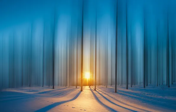 Лес, лучи, снег, Солнце, forest, snow, rays, sun