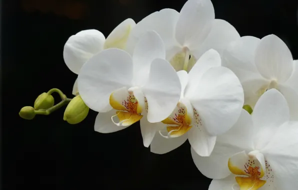 Картинка белый, ветка, орхидея
