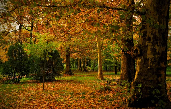 Картинка осень, листья, деревья, природа, парк, фото, ствол, Испания