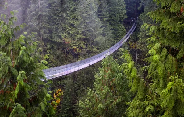 Лес, высота, Ванкувер, секвоийи, подвесной мост, Британская Колумбия