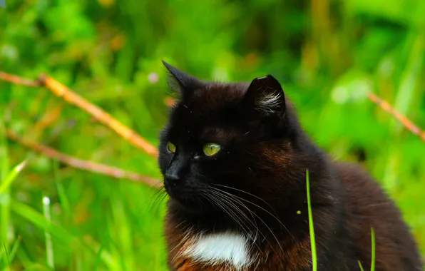 Dark, animals, cat