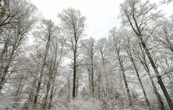 Зима, лес, снег, деревья, природа, ©Tambako The Jaguar