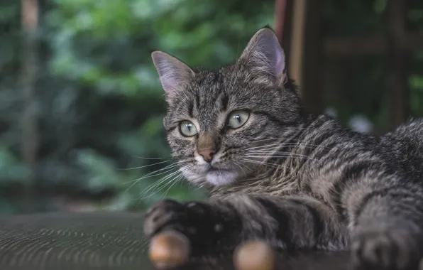 Картинка кошка, взгляд, портрет, котейка