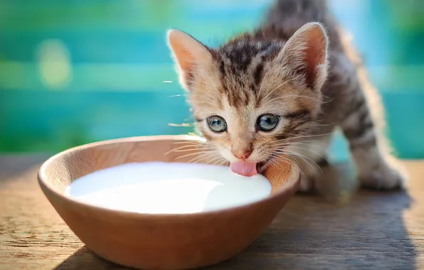 Язык, кошка, взгляд, поза, котенок, серый, малыш, молоко