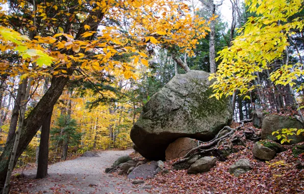 Картинка лес, листва, камень, colors, Осень, дорожка, forest, autumn