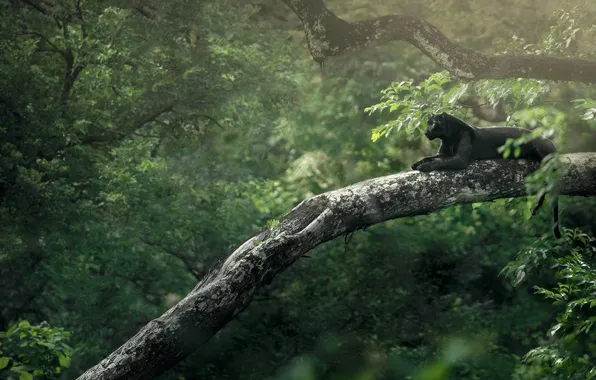 Природа, Nature, Пантера на дереве, a panther on a tree