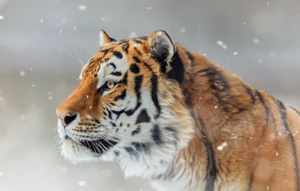 Картинка морда, снег, тигр, портрет, профиль, дикая кошка