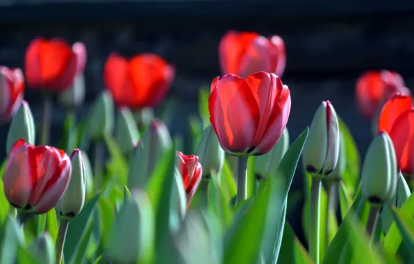 Картинка весна, тюльпаны, бутоны