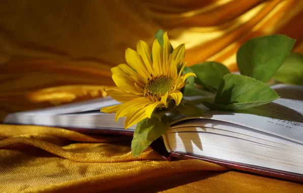 Flower, yellow, book, blooming