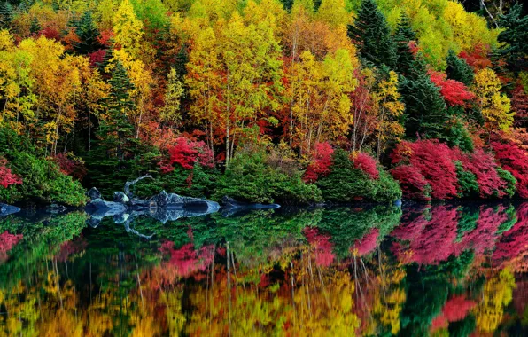 Картинка осень, лес, листья, деревья, река, кусты, багрянец