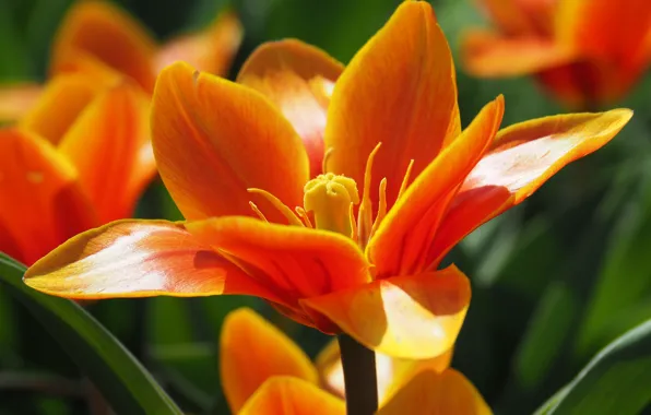 Макро, Macro, Оранжевый тюльпан, Orange tulip