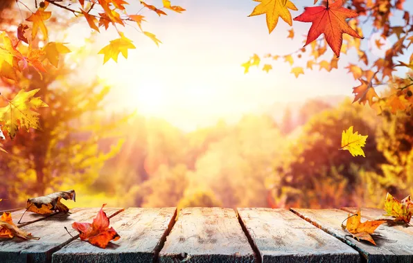 Картинка осень, листья, деревья, фон, colorful, wood, autumn, leaves