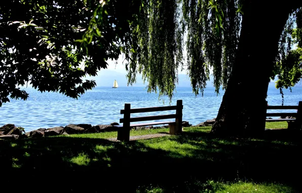 Картинка озеро, дерево, Швейцария, скамейки, Switzerland, Canton of Vaud, Vaud