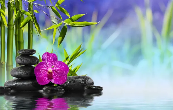 Картинка цветок, вода, камни, бамбук, flower, water, orchid, stones
