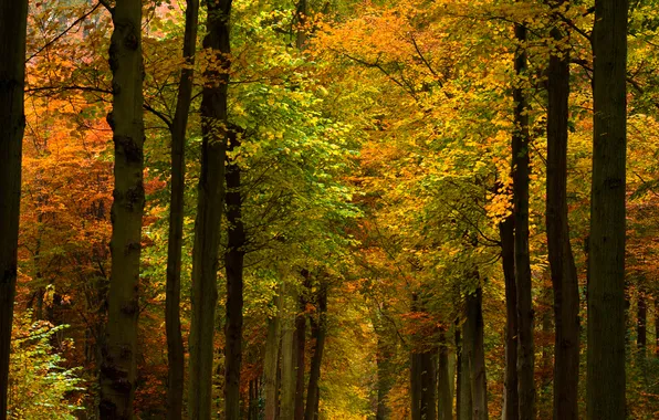 Картинка осень, деревья, природа, фото, леса, парки, осенние обои
