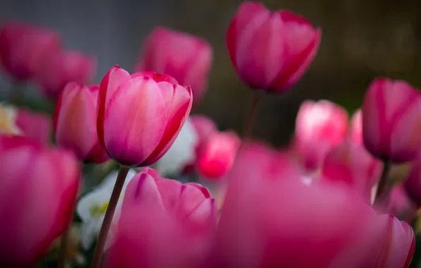 Поле, цветы, весна, тюльпаны