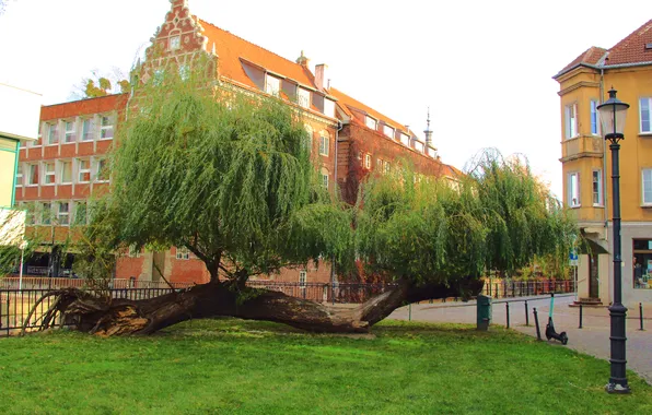 House, tree, street