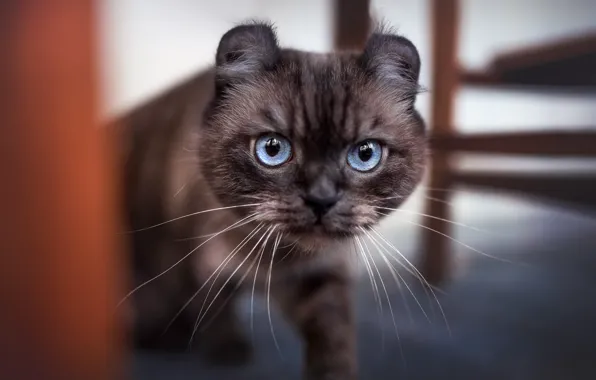 Кошка, кот, усы, взгляд, поза, котенок, комната, мебель