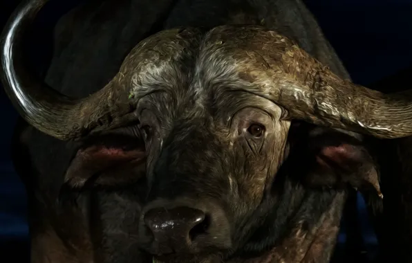 Морда, рога, Буффало, Buffalo