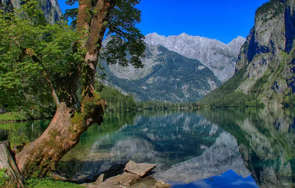 Горы, озеро, отражение, дерево, Германия, Бавария, Germany, Bavaria