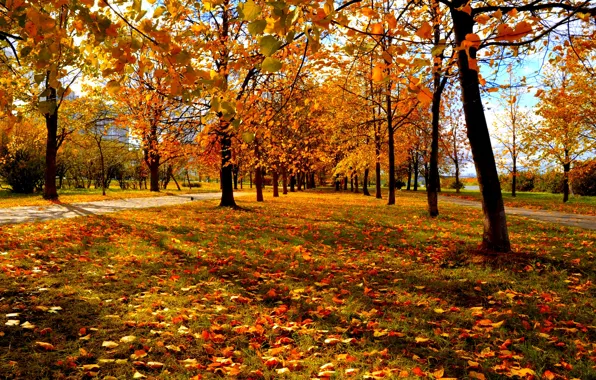 Картинка осень, деревья, красно-жёлтые листья, городской парк