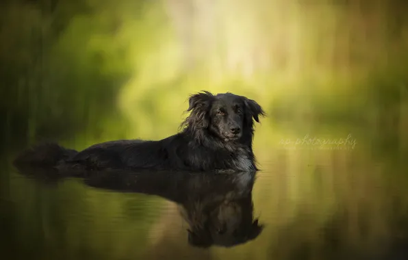Картинка лето, вода, друг, собака