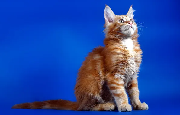 Картинка кошка, фон, рыжая