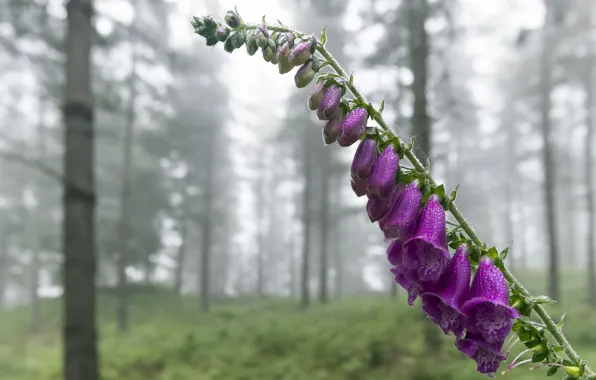 Лето, цветы, природа