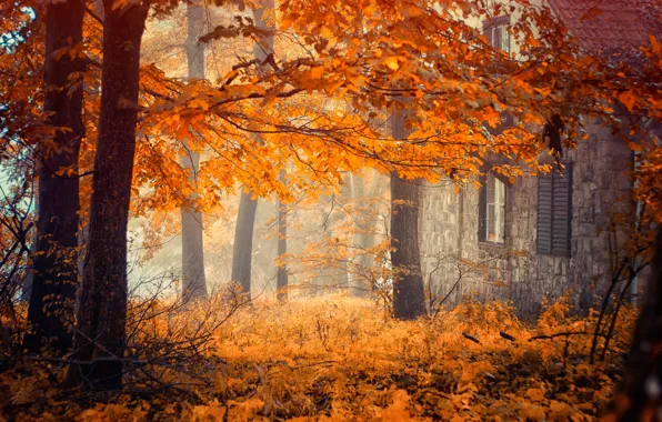 Картинка осень, деревья, дом