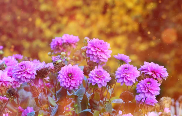 Flower, garden, blooming