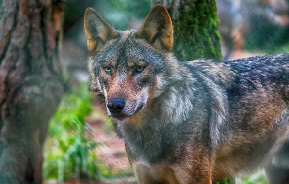 Картинка nature, snow, predator, face, animal, wolf, wildlife, portrait