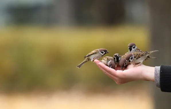 Птицы, настроение, рука