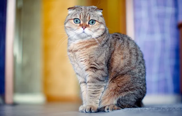 Кошка, взгляд, шотладская вислоухая