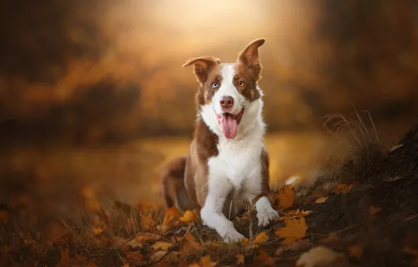 Осень, язык, морда, собака, боке, опавшие листья