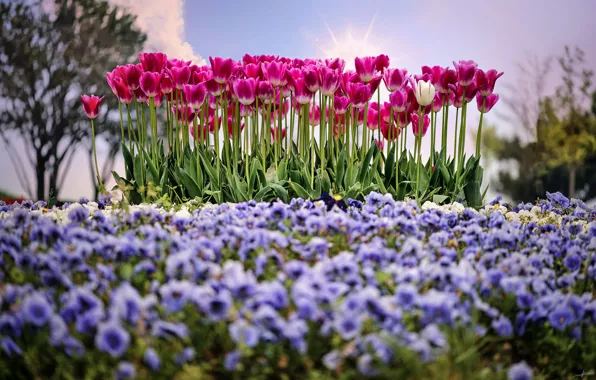 Солнце, весна, тюльпаны