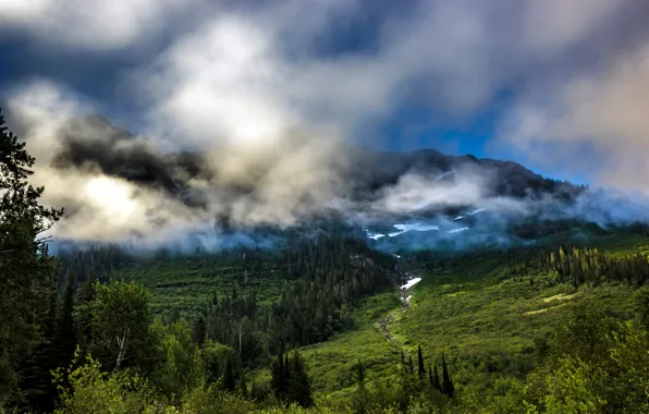 Картинка лес, деревья, горы, туман, США, кусты, Glacier National Park, Montana
