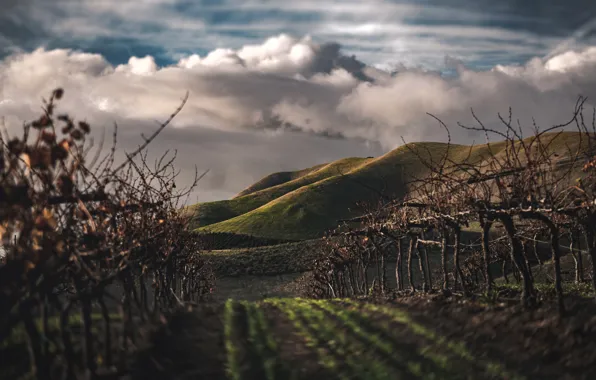 Облака, Поле, Ферма, Путь, Пейзаж, Clouds, Landscape, Виноградник