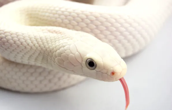 Картинка язык, змей, альбинос