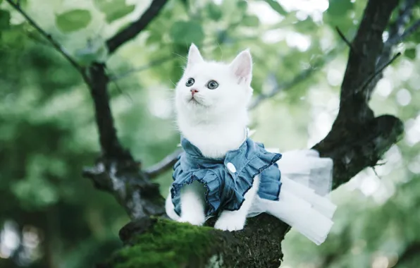 Кошка, белый, взгляд, ветки, природа, котенок, дерево, одежда