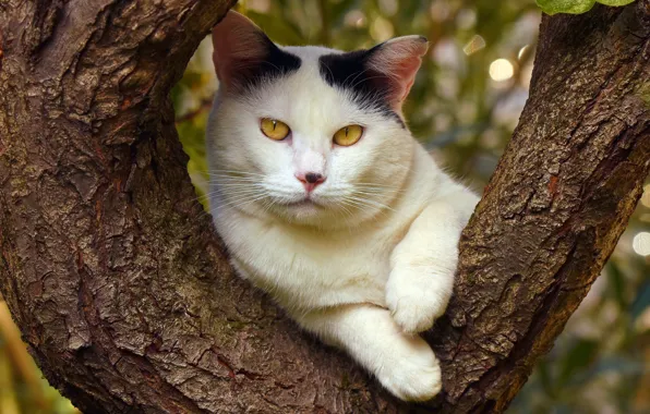 Кошка, лето, кот, морда, природа, фон, дерево, листва