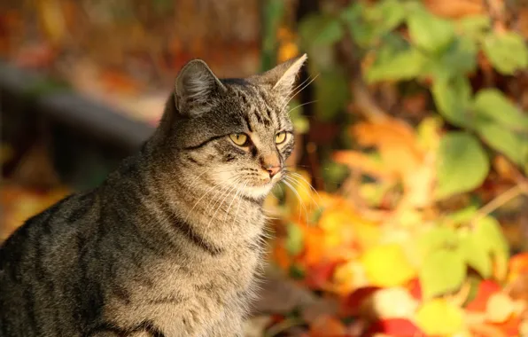 Осень, кошка, кот, взгляд, листья, свет, природа, поза