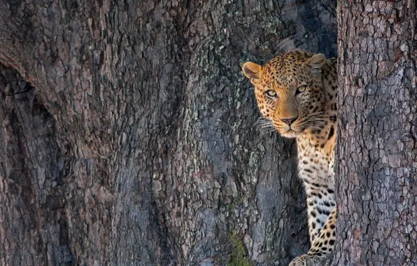 Картинка кошка, дерево, леопард