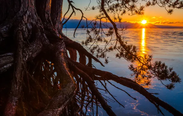 Картинка солнце, корни, озеро, дерево, сосна, Michigan