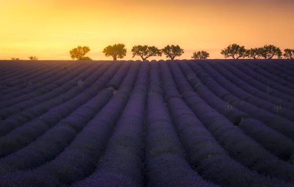 Light, summer, twilight, flower, sky, field, landscape, nature