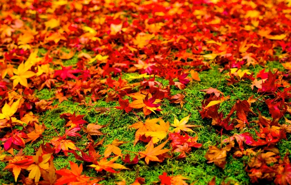 Картинка осень, трава, листья, краски, клен