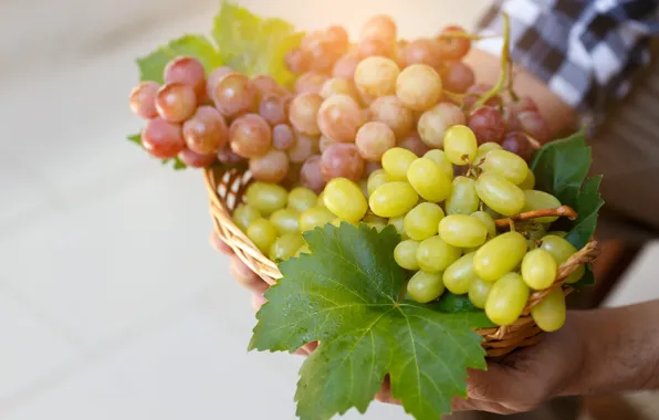 Листья, свет, руки, урожай, виноград, мужчина, корзинка, плетенка