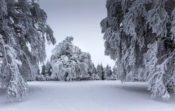 Зима, лес, снег, деревья, ветки