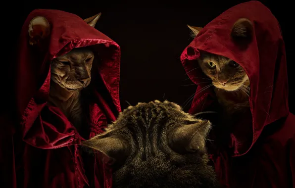 Кошка, кот, взгляд, кошки, поза, коты, капюшон, черный фон