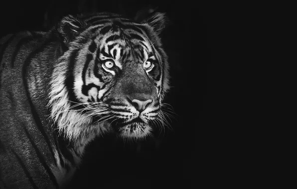 Тигр, black & white, tiger, Суматранский тигр, sumatran tiger, 2022